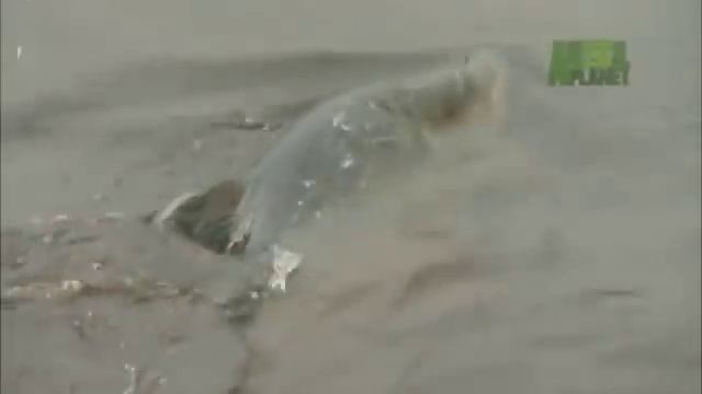 Рыба Голиаф.flv смотреть онлайн