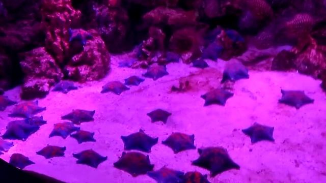 Москвариум морские звезды и красивые рыбки смотреть онлайн