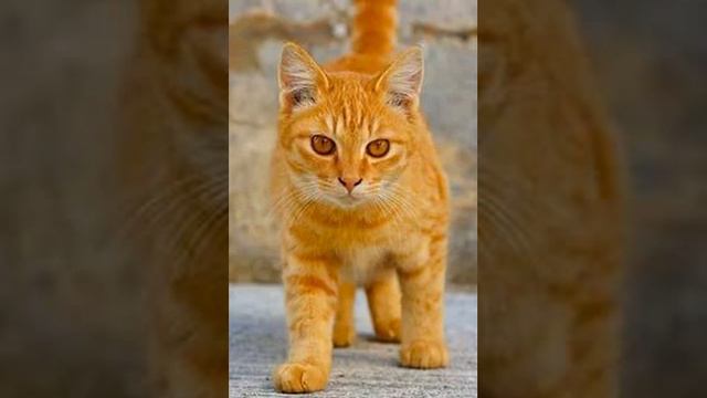 Мурлыка Городская песня краш смотреть онлайн