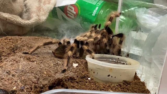 Nhandu Coloratovillosus Breeding