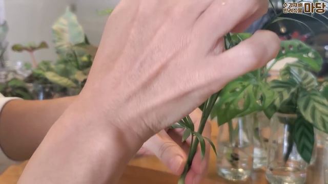 물꽂이 모음 13편 - 베고니아, 무늬 달개비, 삼색 달개비, 싱고니움, 칼라데아, 몬스테라 아단소니, 워터코인, 오레우스 스킨답서스, 형광스킨답서스 : 수경재배 반려식물 마당