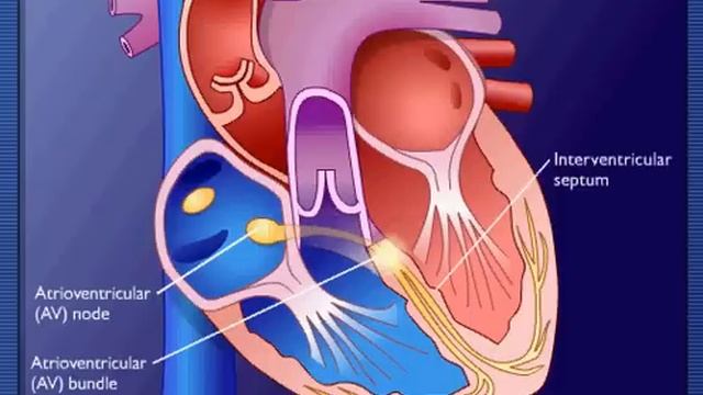 Conducting System Of The Heart смотреть онлайн