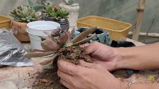 BENEFITS OF AKADAMA SOIL | PINOY PLANTITO HERMIE SONAJO смотреть онлайн