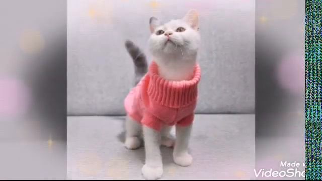 [МОДНАЯ ОДЕЖДА ДЛЯ КОШЕК] ПЛАТЬЯ, ТЕПЛАЯ ОДЕЖДА ~ ДЛЯ ВАШИХ КИСОК. смотреть онлайн