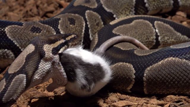 Python put rat into a permanent sleep / Warning Live Feeding смотреть онлайн