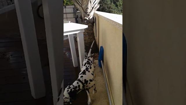 Молодой далматинец . Скучно не будет смотреть онлайн