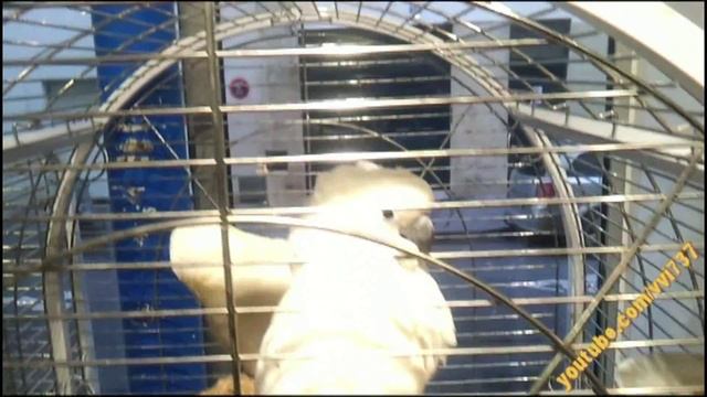 Cacatoès blanc Большой белохохлый какаду смотреть онлайн