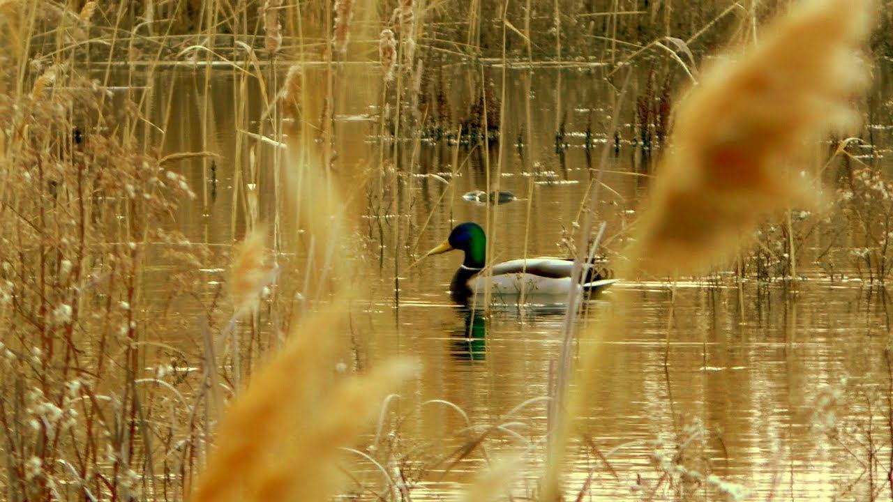 Весенняя охота на селезня 2020. Разведка по гусю. Махокрыл на весенней охоте / MAX HUNTER смотреть онлайн