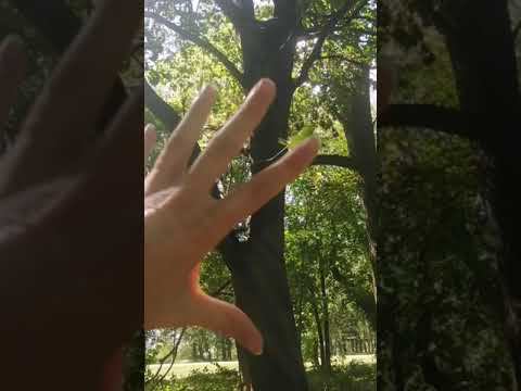 NЮ #Шива В главной роли - #КленовыйЛисточек смотреть онлайн