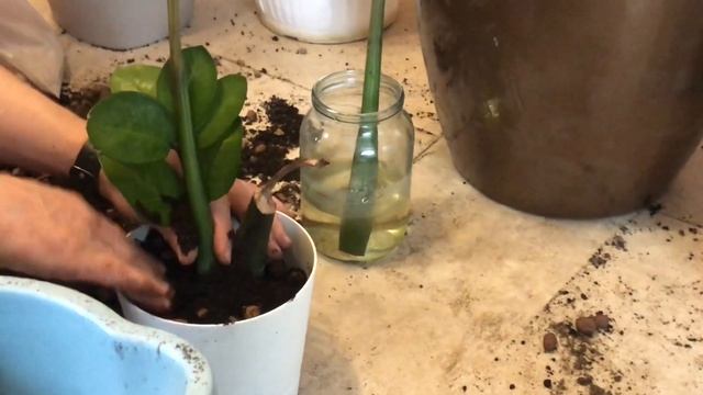Замиокулькас. Размножение сегментом. Высаживаем в грунт. смотреть онлайн