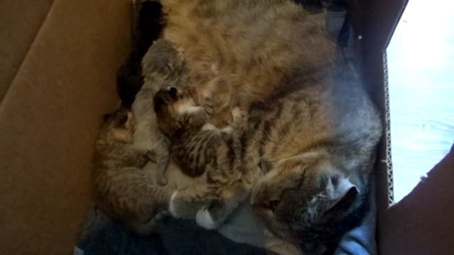 Новорожденные котята.