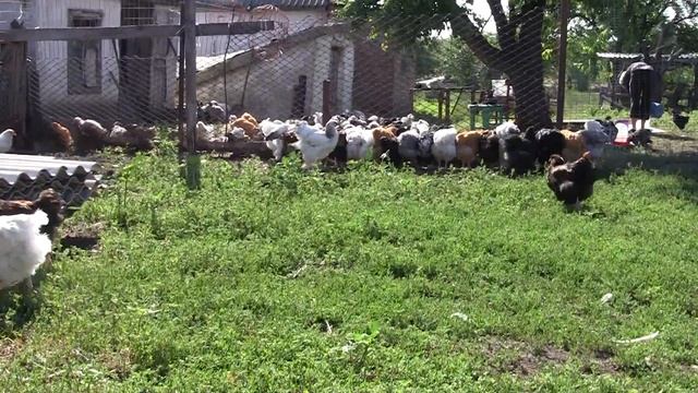 Породистые цыплята: орпингтона, кохинхина, брама - на подворье Сергея Матрипулы смотреть онлайн