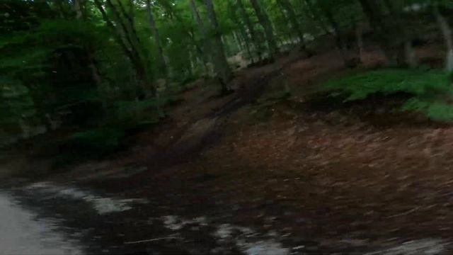 Собираю лисички и показываю марише 30,06,2023 часть 4 смотреть онлайн