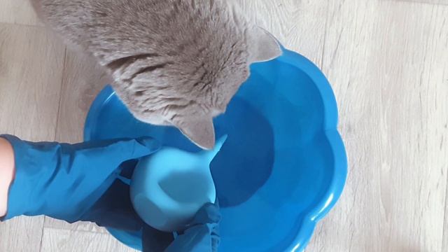 ПОЛИВ ВСХОДОВ ПЕТУНИИ 🌺Просто и легко! 😉👍🌊🪴 смотреть онлайн