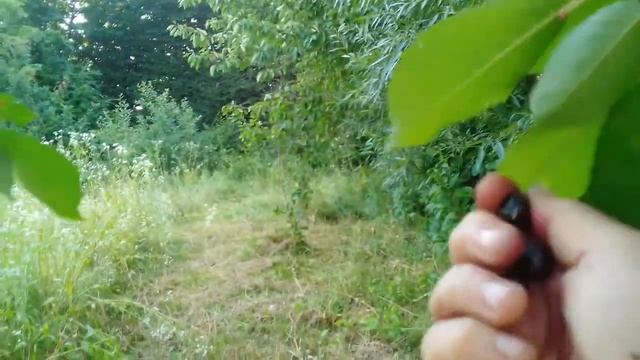 1частина/в лісі рвем ягоди. смотреть онлайн