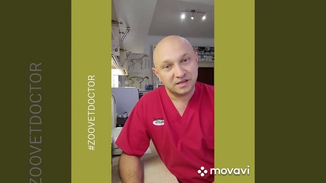 Воспаление параанальных желез синусов у собак и кошек советы ветеринара Дмитрия Ушакова Зооветдктор смотреть онлайн