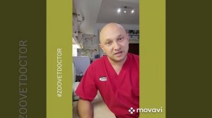 Воспаление параанальных желез синусов у собак и кошек советы ветеринара Дмитрия Ушакова Зооветдктор