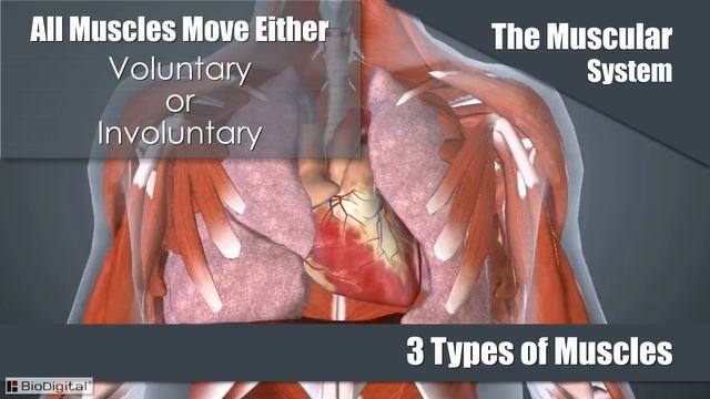 The Muscular System Explained In 6 Minutes смотреть онлайн