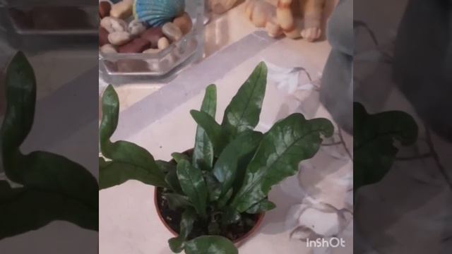 #папоротник #виды #микросорумкрокодил #уход Новое знакомство!!! смотреть онлайн