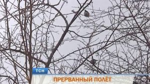В Перми снегири и свиристели массово разбиваются об окна домов