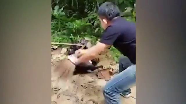 Группа мужчин вырвала пса из смертельных объятий питона смотреть онлайн