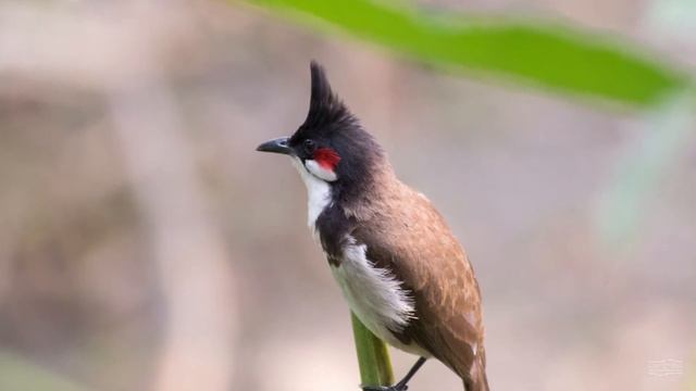 Nikon AF-P Nikkor DX 70-300mm f4.5-6.3 ED VR Lens Review смотреть онлайн