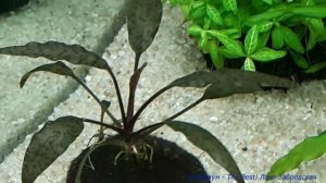 Пять видов криптокорин в одном аквариуме