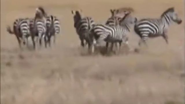 Zebra Male Trying To Make Little Zebras...