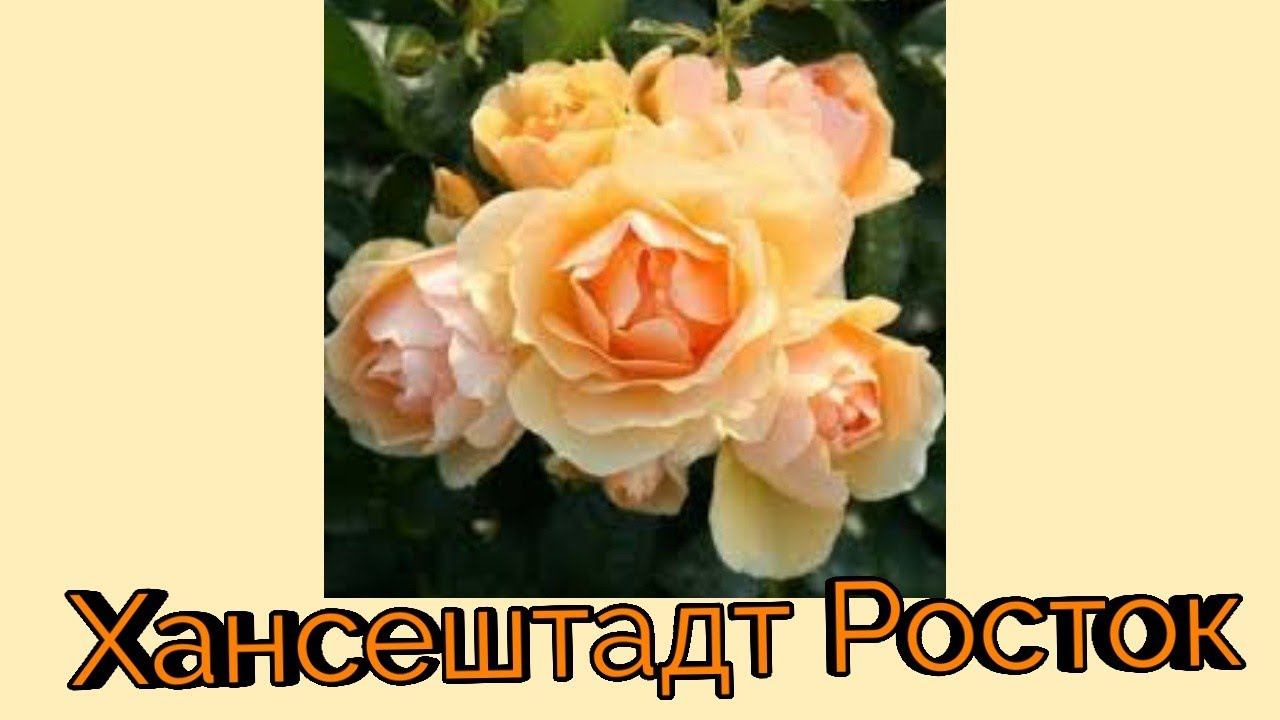 Роза флорибунда Хансештадт Росток. смотреть онлайн