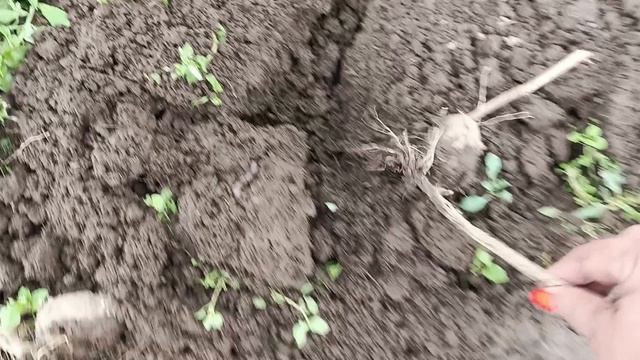 Нашу картошку 🥔 кто-то жрёт🫣 смотреть онлайн