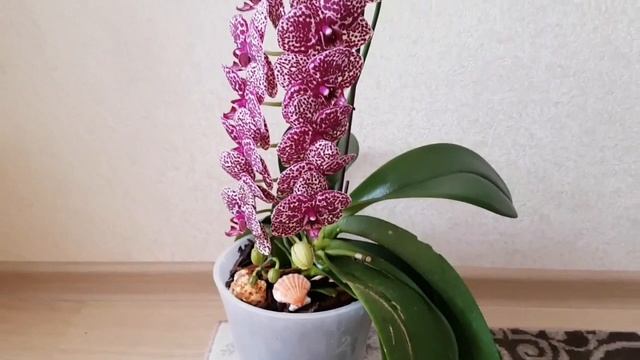 ОРХИДЕЯ Дикий Кот Phalaenopsis Lioulin Wild Cat цветение орхидеи orchid orchids фаленопсис смотреть онлайн