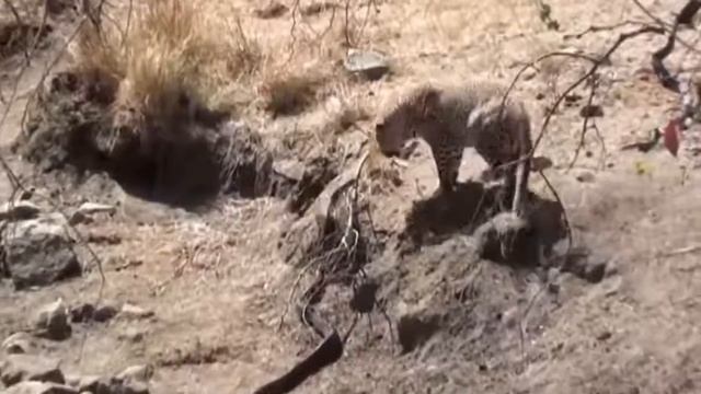 Leopard vs Python vs Gorilla Unexpected Ending of Tripartite Python Crocodile vs Anaconda смотреть онлайн