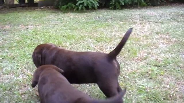 Welcome Home 8 Week Old Chocolate Labrador Puppy смотреть онлайн