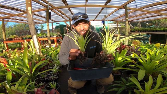 Gardening with Gabriel Caring for and Repotting Bromeliads After Flowering смотреть онлайн