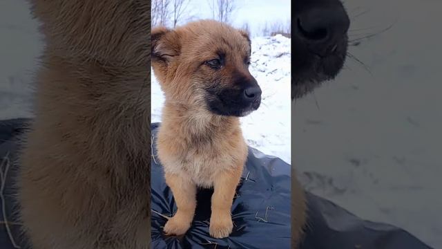 Красивый ? щенок ищет семью /puppy is looking family смотреть онлайн