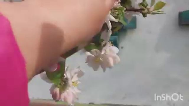 ИЗБАВЛЯЕМСЯ ОТ ГОРЕЧИ В ЛИСТЬЯХ ОДУВАНЧИКОВ/ ЧАЙ ИЗ ЛЕПЕСТКОВ/ ЧТО НОВОГО/ ГОРОЖАНКА В ДЕРЕВНЕ смотреть онлайн