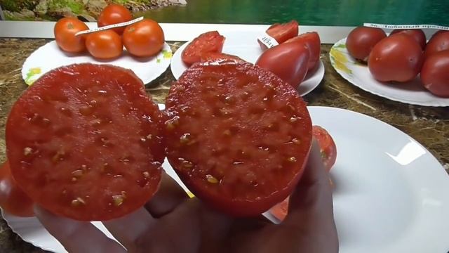 Томат Тяжеловес Сибири, созревший в теплице. №52. Дегустация в мае.Ольга Чернова смотреть онлайн