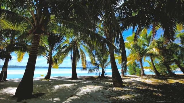 Красивое Море и Пальмы! Пение птиц. Beautiful palm trees! 4 HOURS of relaxing смотреть онлайн