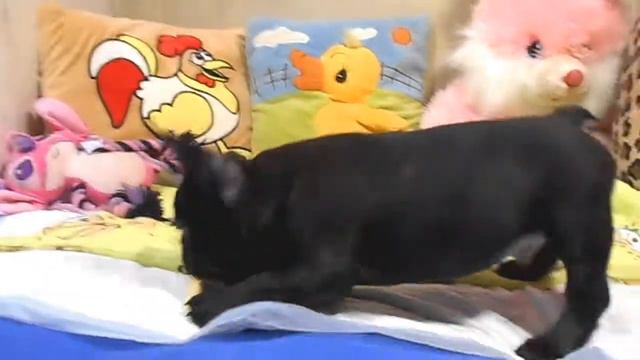 Барни Стинсон Французский Бульдог +7(903)5741201 смотреть онлайн