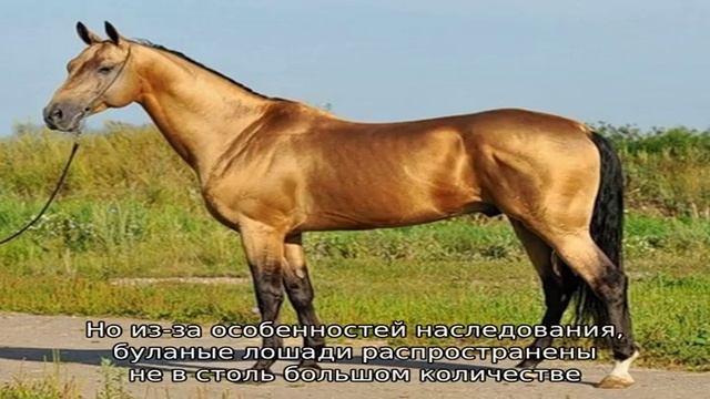 Кто такой буланый конь? смотреть онлайн