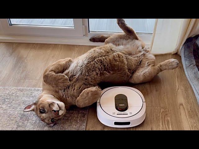 Пума Месси издевается над пылесосом. Борьба большого кота и робота-пылесоса смотреть онлайн