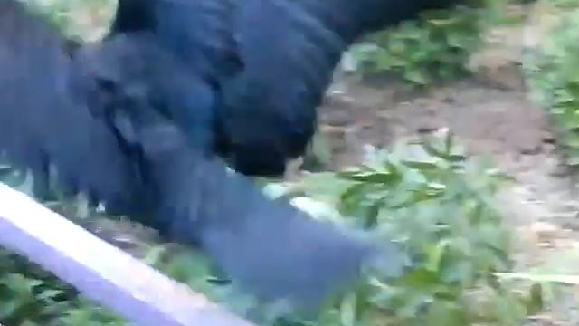 Ворон хищник смотреть онлайн