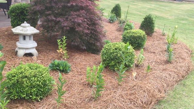 My Therapy Garden: Tour of Front Garden // May 2020 смотреть онлайн