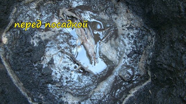 Осенняя посадка клематисов смотреть онлайн