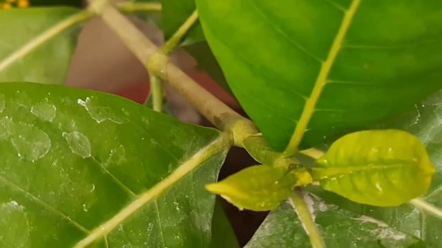 Know your Plants :- 3 - Gardenia|Gandhraj смотреть онлайн