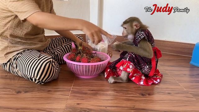 Judee Over React Liptalk Pup Outside Not To Share Her Longan Snack смотреть онлайн