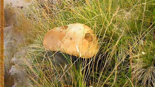 Mushrooms (Грибы) смотреть онлайн