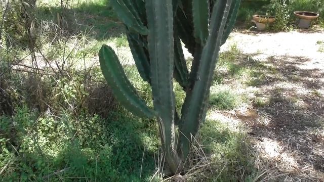 Peruvian Apple Cactus (Cereus repandus) ??? смотреть онлайн