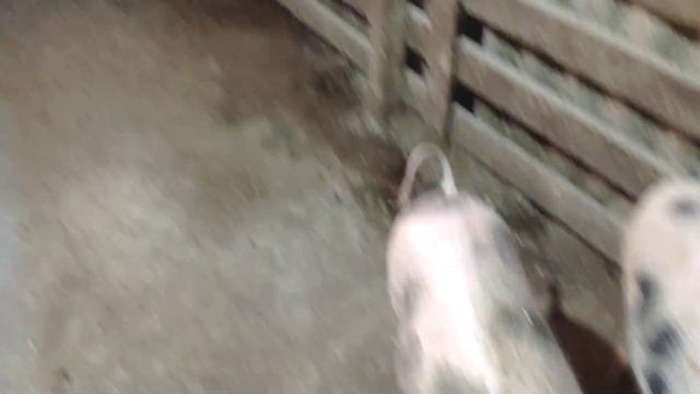 Поросята не растут/ Юберин стимулятор роста, обмена веществ/ свиньи пол года по 30 кг смотреть онлайн