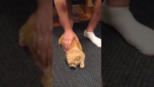 Британская кошка рыжая